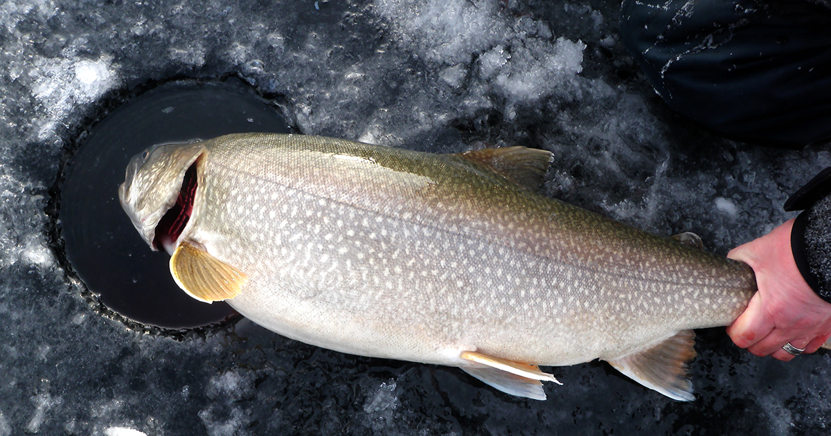 wallhanger lake trout
