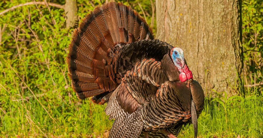 wild turkey basics