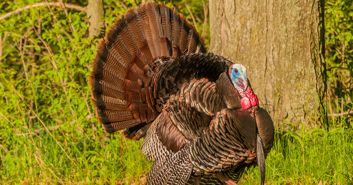 wild turkey basics
