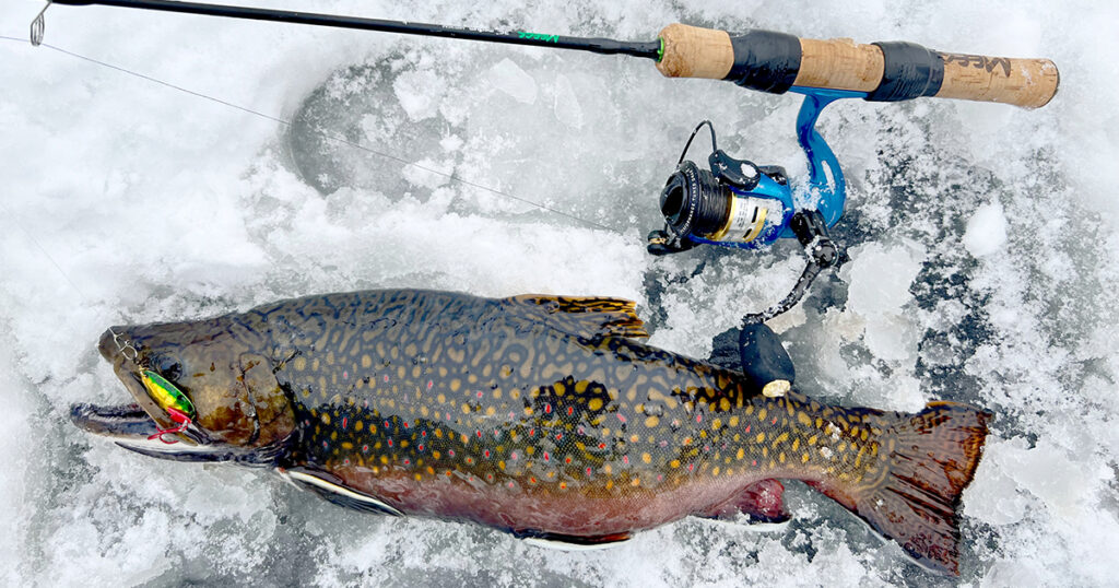 winter brook trout