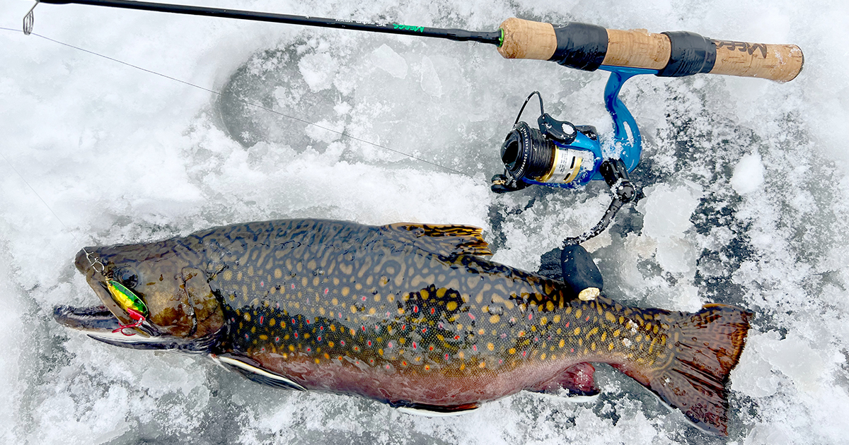 winter brook trout