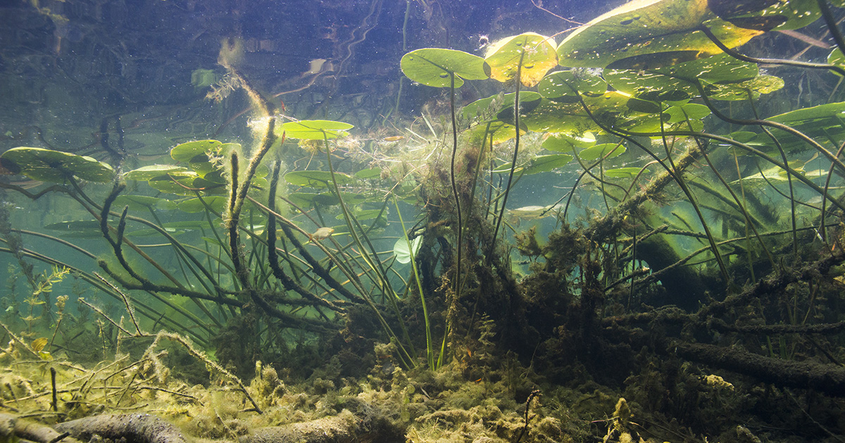 Community Conservation Fund