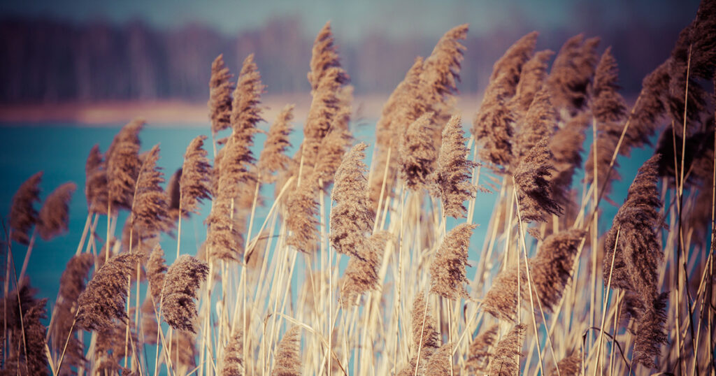 invasive species phragmites