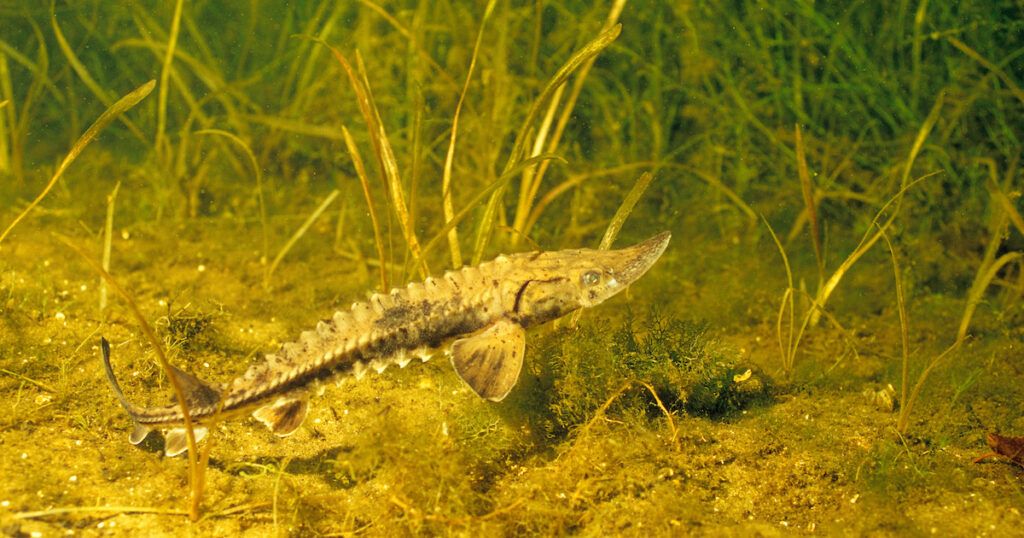 lake sturgeon