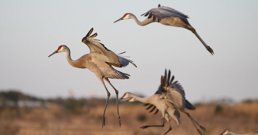 sandhill crane