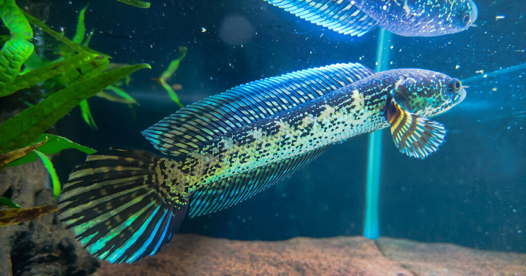 stock snakehead photo