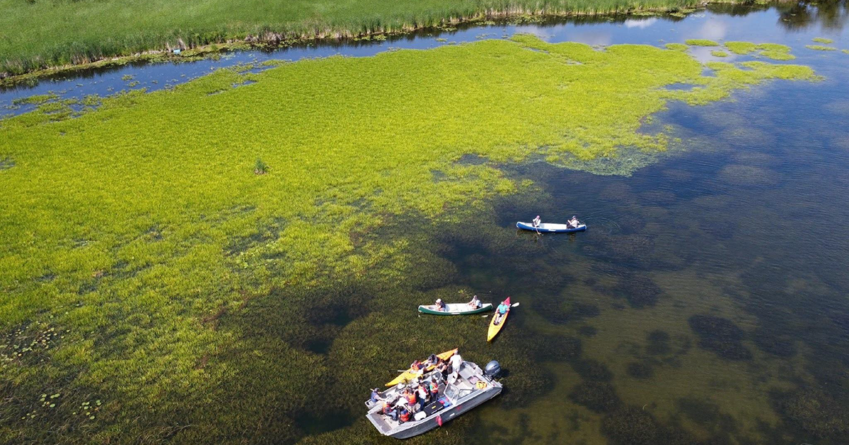 water soldier Cook's Bay