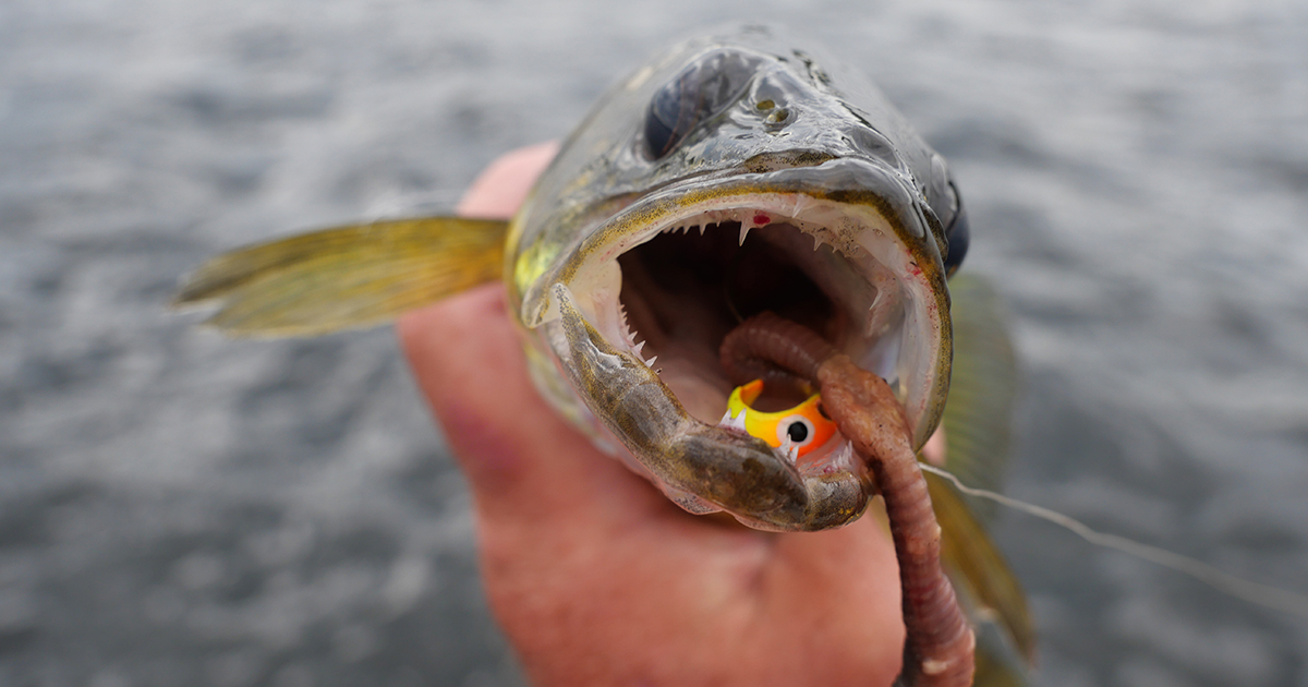 jigging walleye