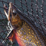Brook Trout in Net