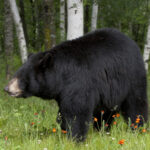 Black Bear in the forest