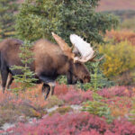 Bull Moose in the fall
