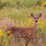 White-tailed deer in field