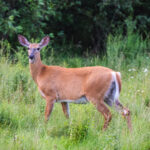 White-tailed deer in field