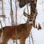 White-tailed deer in the snow