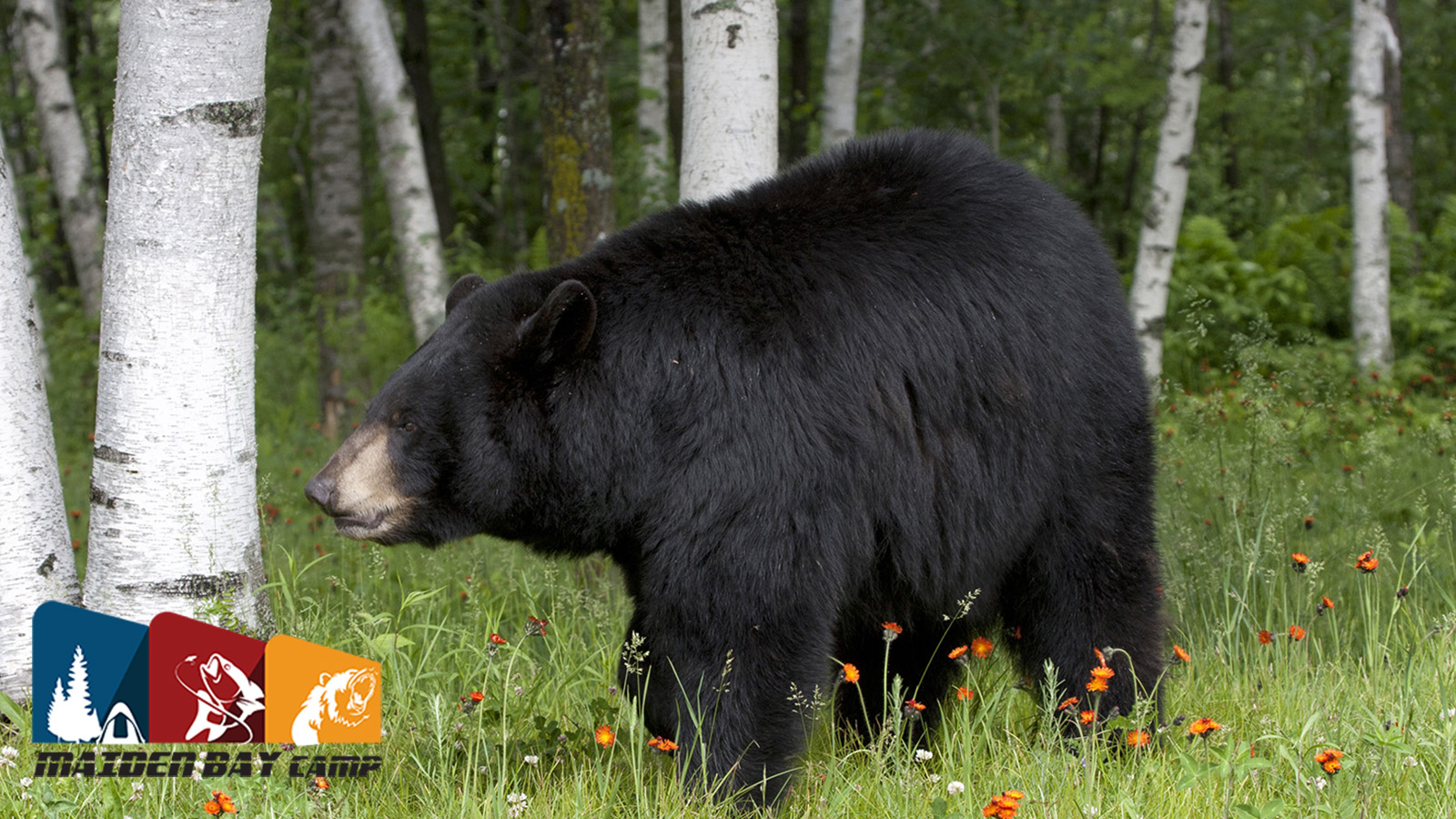 Maiden Bay Camp Bear Hunt
