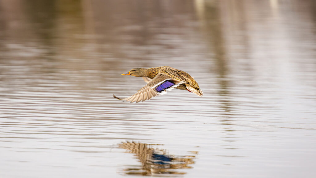 Mallard Hen in flight over water