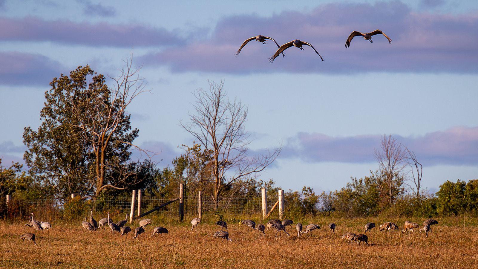 Sandhill Cranes in a field in Ontario