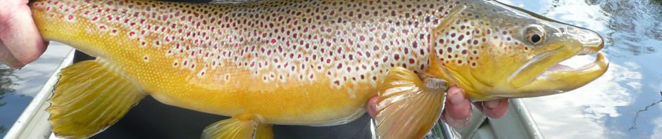 15+ Wisconsin Fish Stocking